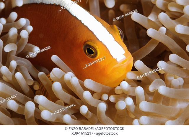 Clown fish, anemone fish, Nemo