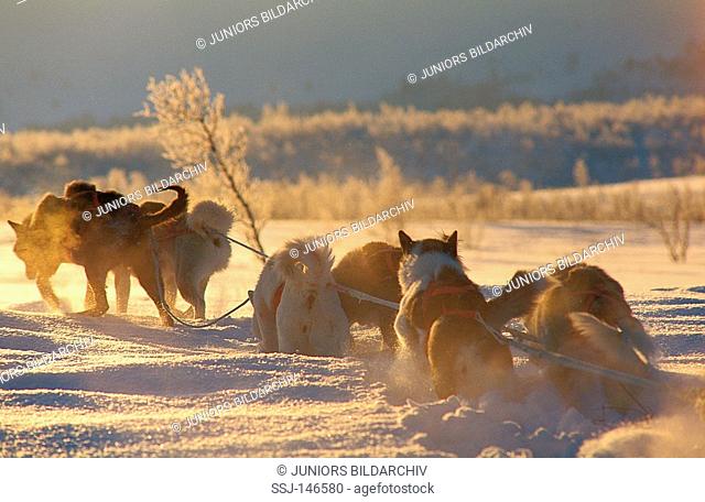 huskies - pulling sledge