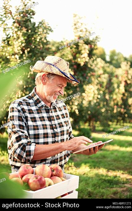 Fruit grower using digital tablet in his apple orchard