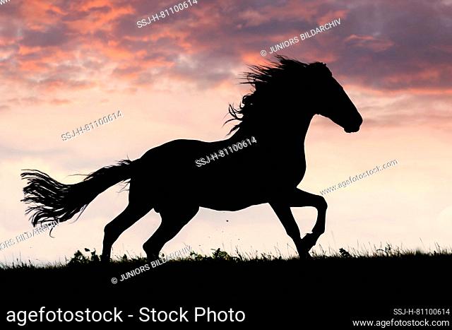 Menorquin Horse. Black stallion galloping at sunset, silhouetted against the evening sky. Spain