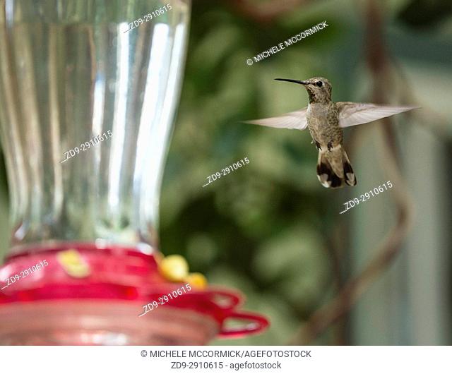A hummingbird hovers