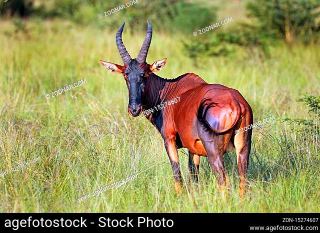 Topi im Queen Elizabeth Nationalpark, Ishasha-Sektor, Uganda (Damaliscus jimela) | Topi, Ishasha sector at Queen Elizabeth Nationalpark Uganda (Damaliscus...