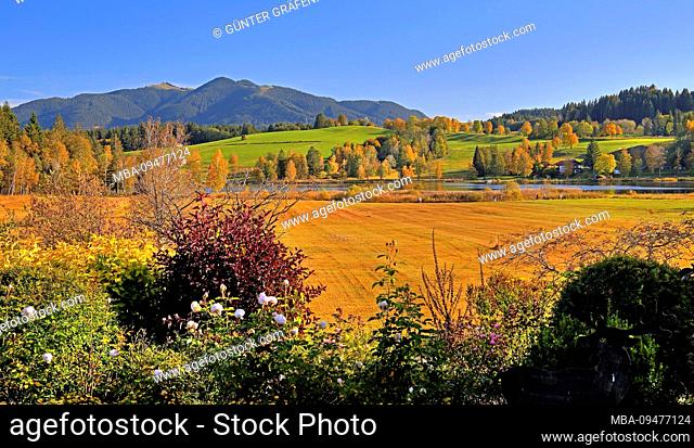 Autumn landscape at the Soiener See against Hörnle (1484m) of the Ammergau Alps, Bad Bayersoien, Alpine foothills, Upper Bavaria, Bavaria, Germany