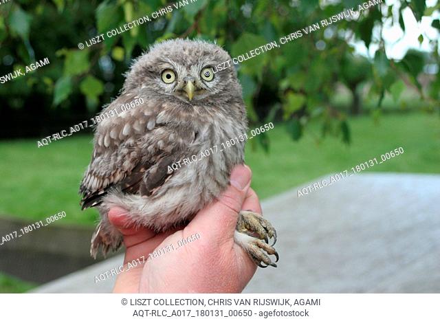 Athene vidalii, Little Owl, Athene noctua