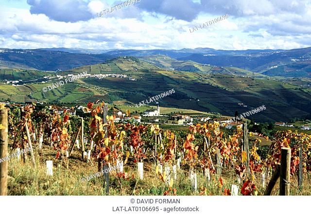The Trs-os-Montes is a historic province of Portugal located in the northeastern corner of the country. One of the main agricultural products of the region is...