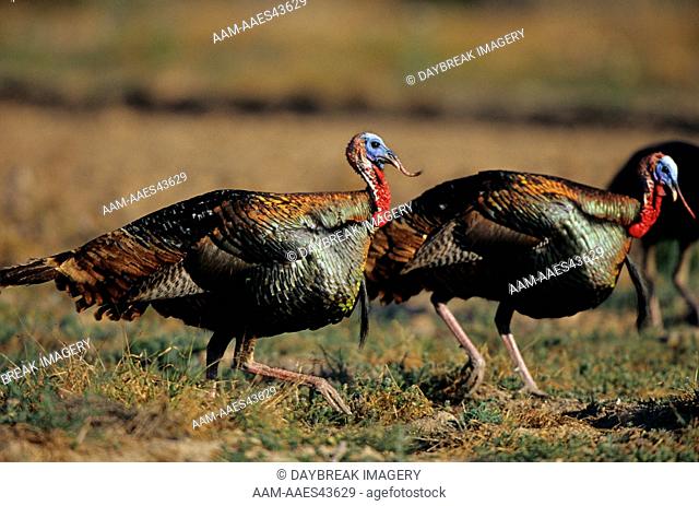 Rio Grande Wild Turkey (Meleagris gallopavo)males/ gobblers Starr Co. TX