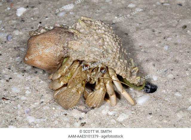 Flat-clawed Hermit Crab (Paguris pollicaris) Crawling on Beach at Low Tide; Commensal Anemone attached on left; Sanibel Island, Florida