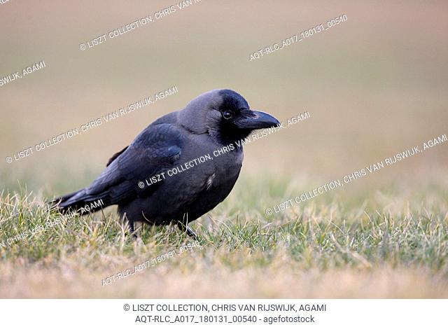 House Crow in grass, House Crow, Corvus splendens