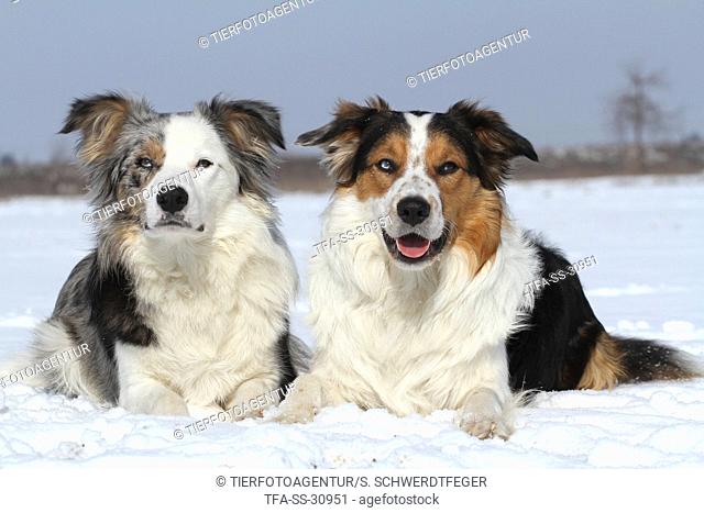 2 dogs in the snow