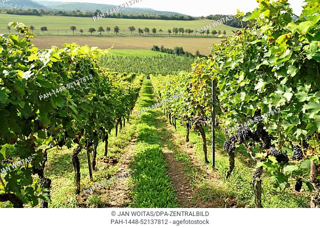 Blauer Portugieser grapevines on Koeppelberg of the Kloster Pforta vineyard near Bad Koesen, Germany, pictured on 18 September 2014