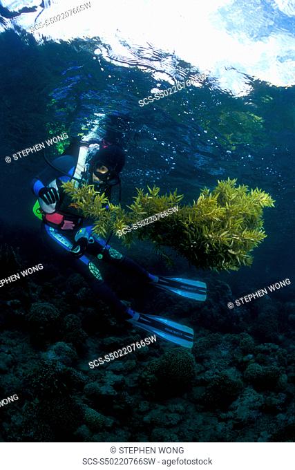 Sargassum Sea Weed and diver Gorontalo, Sulawesi, Indonesia