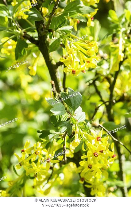 Golden Currant / Ribes aureum