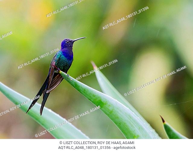 Swallow-tailed Hummingbird, Eupetomena macroura