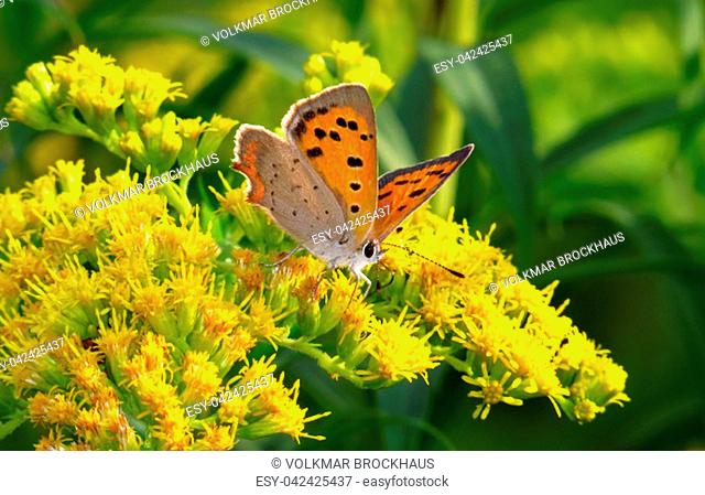 Small copper, Lycaena phlaeas, sitting on the blossom of the Canadian goldenrod, Solidago canadensis