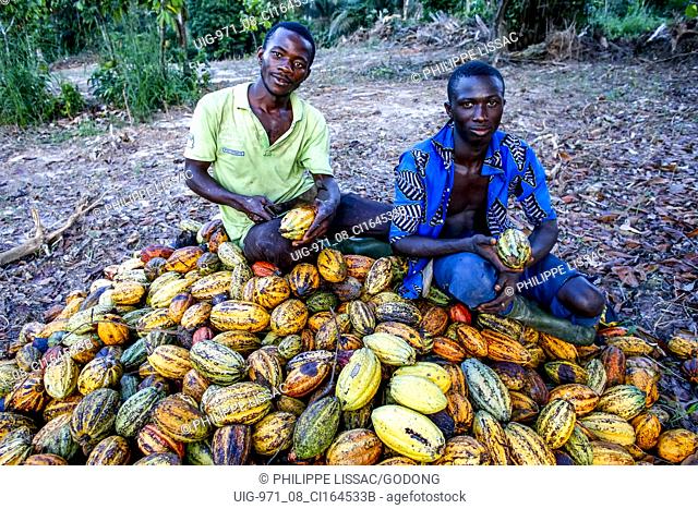 Cocoa planters sitting on pods near Agboville, Ivory Coast