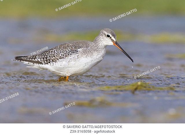 Spotted Redshank (Tringa erythropus), adult in winter plumage standing in the water, Campania, Italy