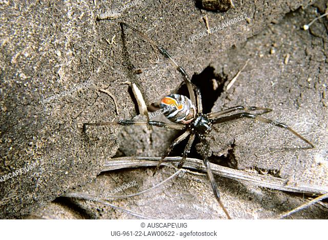 Redback spider (Latrodectus hasselti), juvenile female, the pattern on the abdomen will become black in the last moult, Queensland, Australia