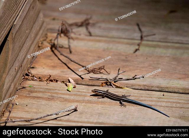 Juvenile five-lined skink (Plestiodon fasciatus) on a wooden boardwalk