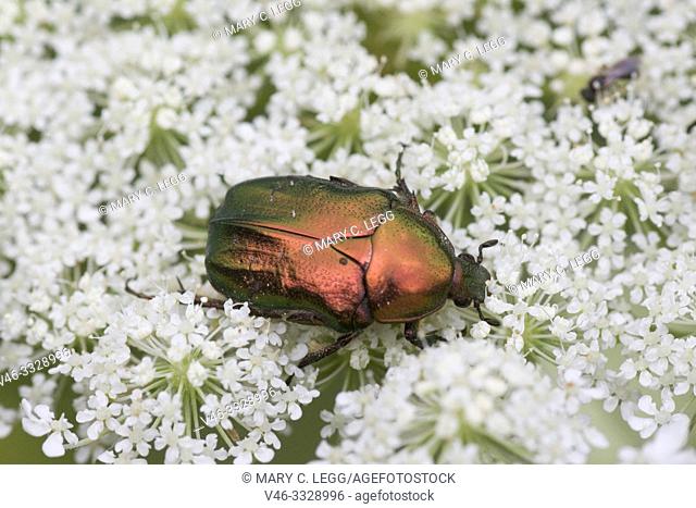 Rose Chafer, Cetonia aurata. Brilliant emerald green cockchafer with white speckles. Chafer is major agricultural pest for orchards, fruit and ground crops