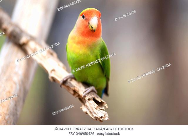 Nyasa lovebird or lilians lovebird, exotic parrot bird, perched on a tree branch