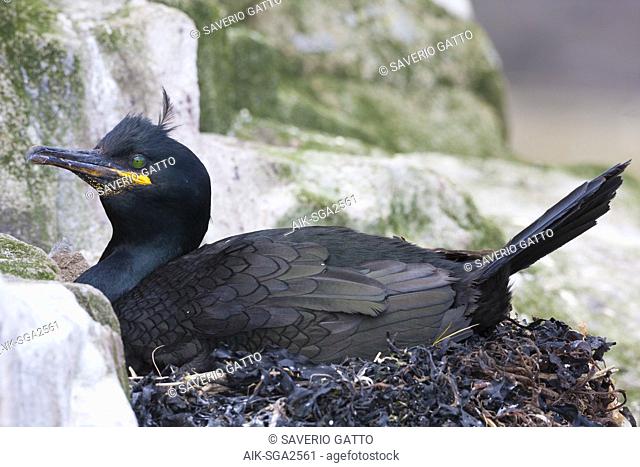 European Shag (Phalacrocorax aristotelis), adult sitting on the nest