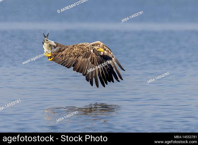 White-tailed eagle(Haliaeetus albicilla) hunting prey in Lake Malchin in Mecklenburg-Western Pomerania