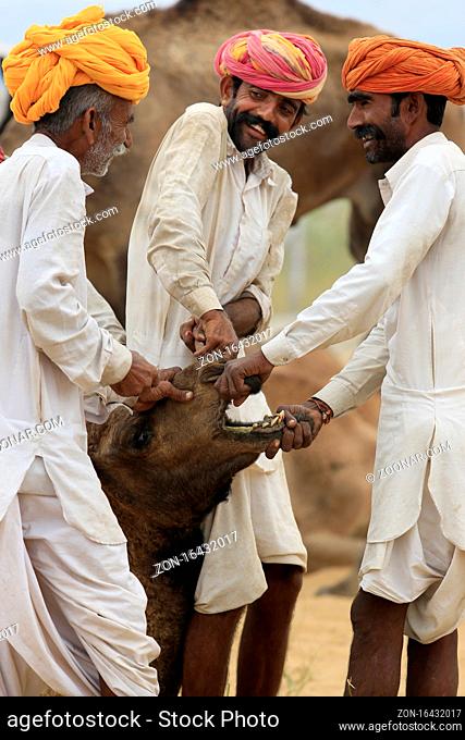Pushkar, India-October 30, 2017: One of the biggest livestock market establishes in Puskar every year.It is also known as Pushkar Camel Fair or Pushkar Mela