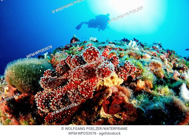 Red sea-finger Soft coral and scuba diver, Alcyonium acaule, Kornati, Adriatic Sea, Croatia