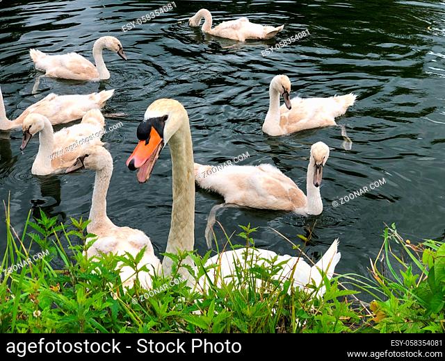 Bird family of Adult swans and young birds on the river