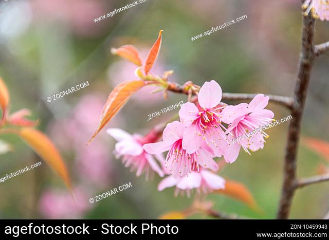 selected focus on the close-up of Cherry blossoms in full bloom, in blur of pink flower on background