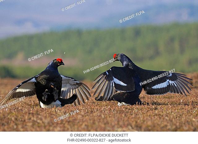 Black Grouse (Tetrao tetrix) two adult males, fighting at lek on moorland, Cairngorms, Highlands, Scotland, April