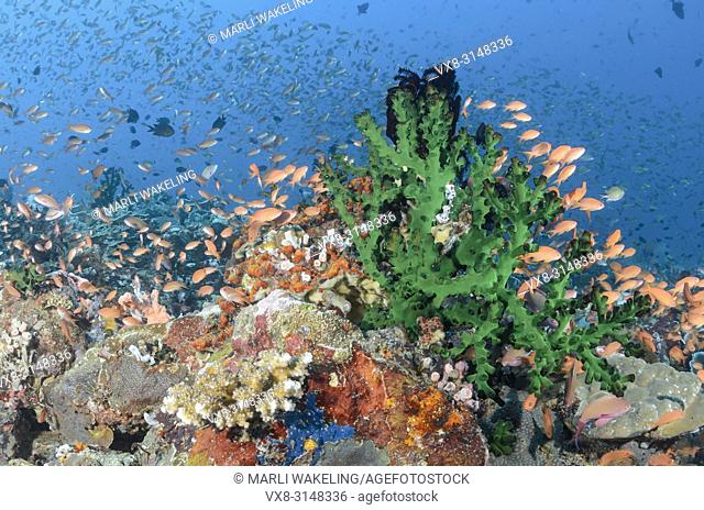 Scalefin anthias, Pseudanthias squamipinnis, Verde Island, Batangas, Philippines, Pacific