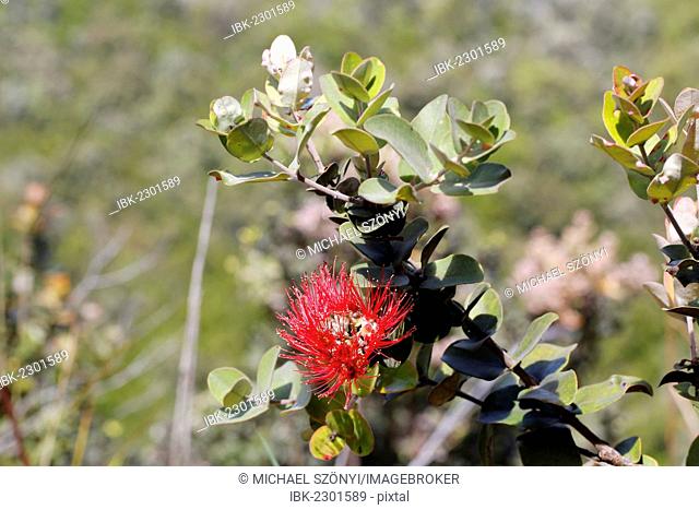 Ohia Lehua flowers (Metrosideros polymorpha), Hawaii Volcanoes National Park, Hawaii, USA