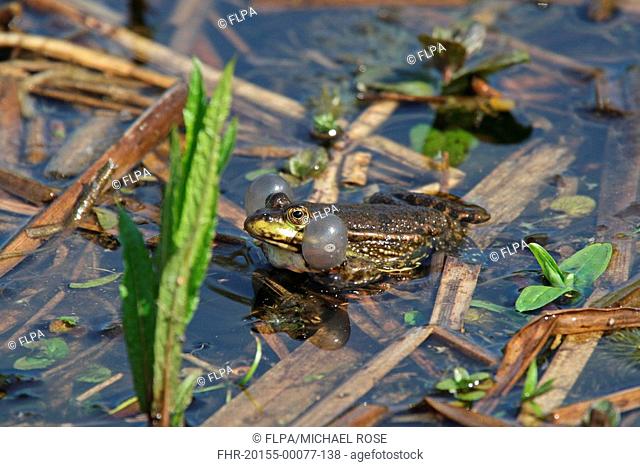 Marsh Frog Rana ridibunda adult, calling, inflated air sacs, introduced species, England, spring