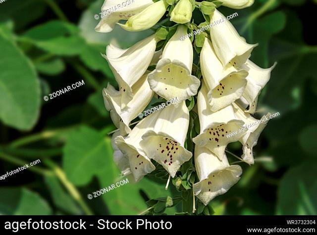 Weißer Fingerhut (Digitalis purpurea alba), Rachenblütler (Scrophulariaceae)