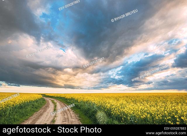 Elevated View Dramatic Sky With Fluffy Clouds On Horizon Above Rural Landscape Blooming Canola Colza Flowers Rapeseed Field. Country Road