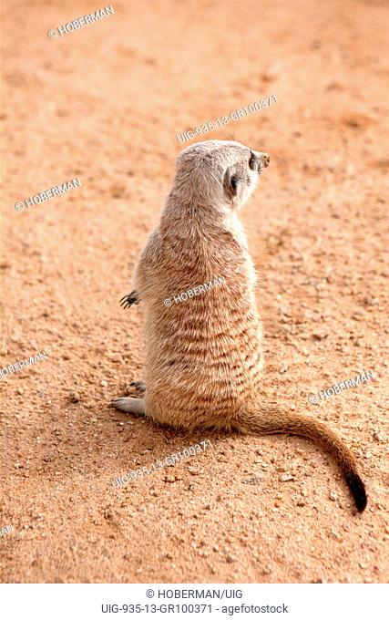 Meerkat Suricata suricatta in Namibia