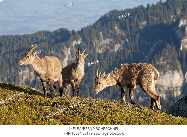 Alpine Ibex Capra ibex three adult females, standing in alpine meadow, Niederhorn, Swiss Alps, Bernese Oberland, Switzerland, may