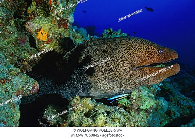 Giant moray with cleaner wrasse, Gymnothorax javanicus, Red Sea, Egypt