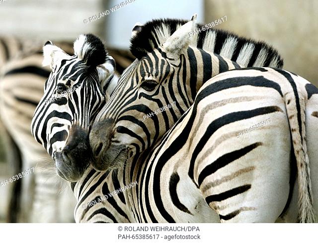 Two zebras caress each other in their enclosure at the zoo in Duisburg, Germany, 20 January 2016. Despite their living far away from their natural habitats in...