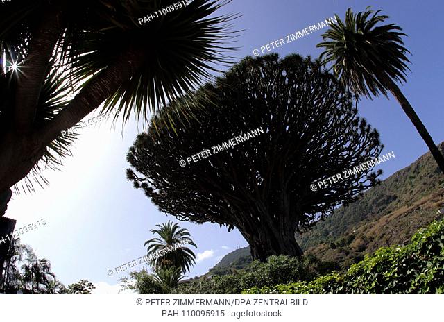 The Drago Milenario is a Canarian dragon tree in Icod de los Vinos on the Canary Island of Tenerife, recorded on 15.09.2018