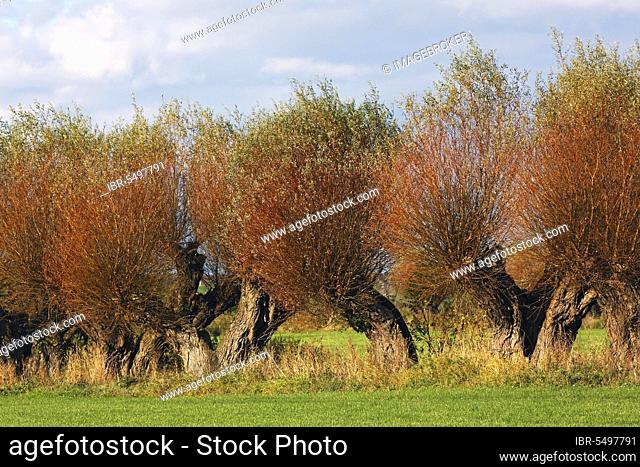 Pollarded willow (Salix), Klützer Winkel, Northwest Mecklenburg County, Mecklenburg-Western Pomerania, willow, pollarded trees, Germany, Europe