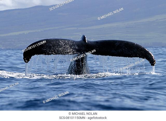 Adult Humpback Whale Megaptera novaeangliae fluke-up dive in the AuAu Channel, Maui, Hawaii, USA