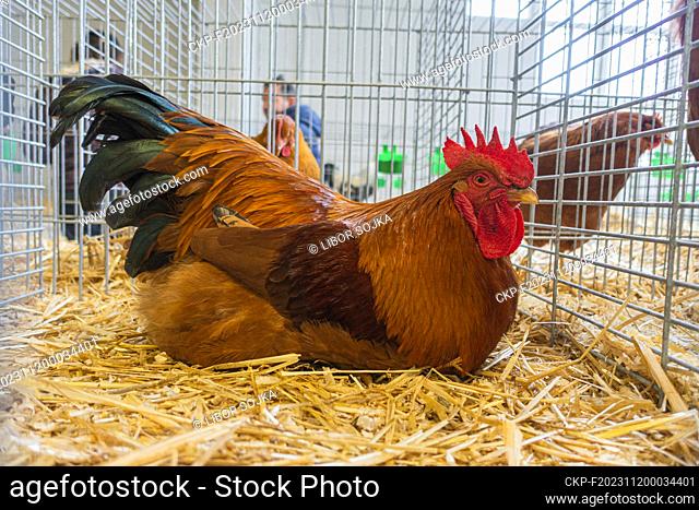 New Hampshire chicken breed at the National exhibition of farming animals Animal breeding 2023 in Lysa nad Labem, Central Bohemian Region, Czech Republic
