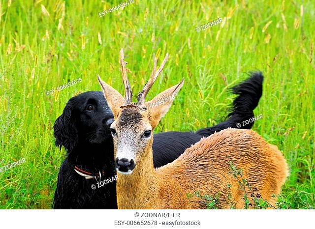 Friendship between dog and deer