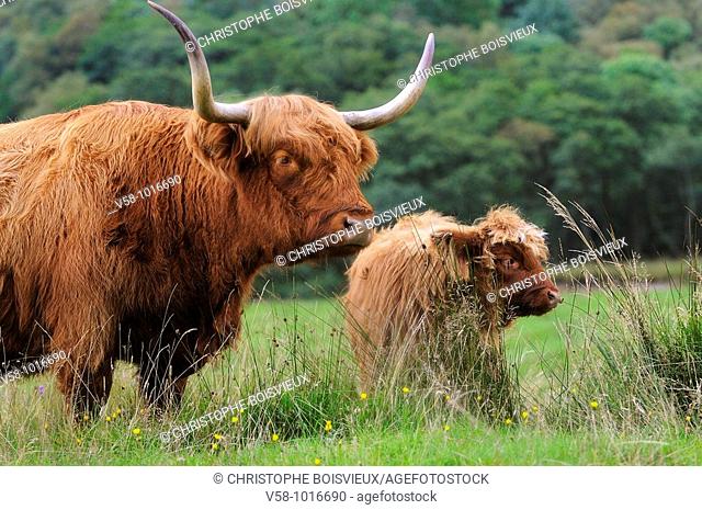 Highland cows. Glen Nevis. Fort William region. Scotland. Great Britain