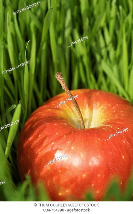 Red apple in grass