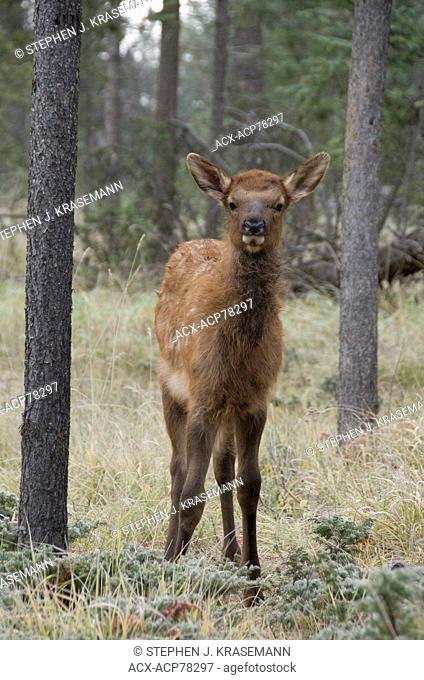 Wild Calf elk or wapiti looking head-on at viewer, (Cervus canadensis), Jasper National Park, Alberta, Canada