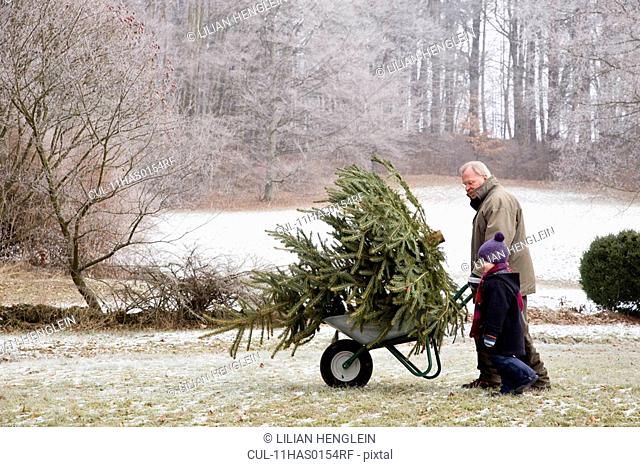 boy and grandfather with christmas tree