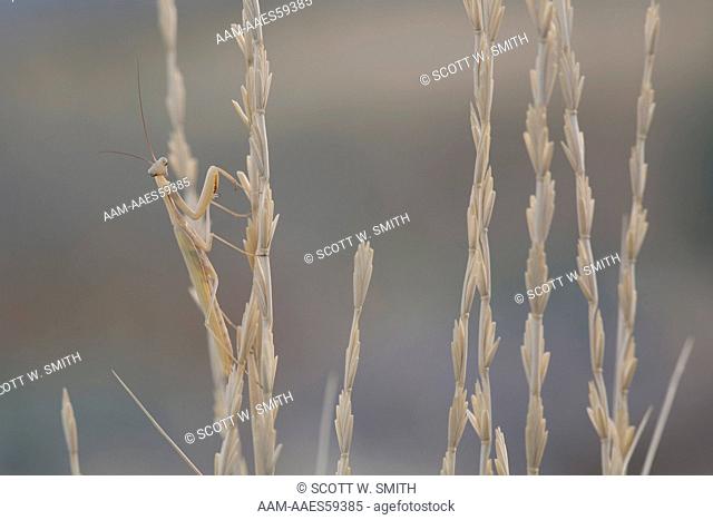 Chinese Mantid (Tenodera aridifolia sinensis) Camouflaged on Brown Grass; near Great Salt Lake; Antelope Island SP; Utah